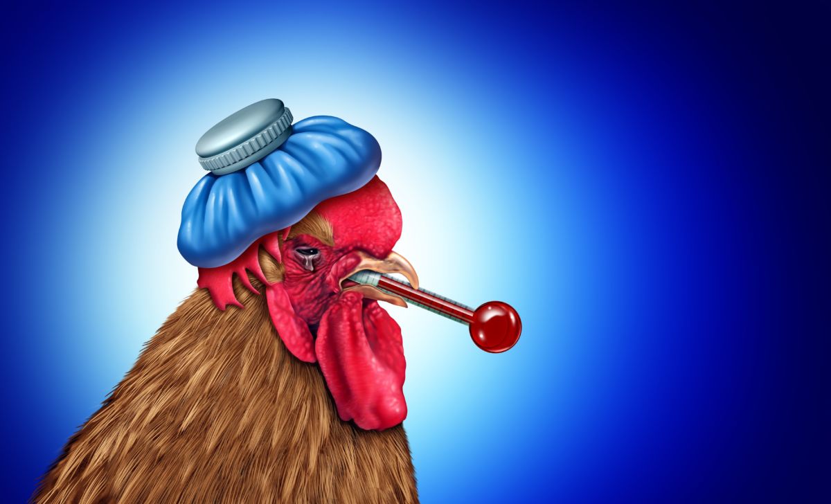 International Bird Flu Summit