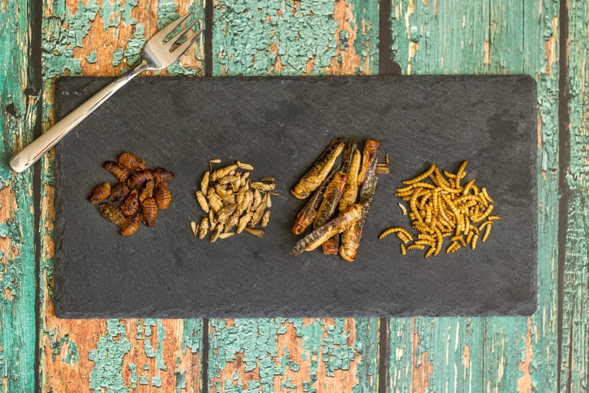 Let Them Eat Bugs A Farmers Perspective On Bill C 293