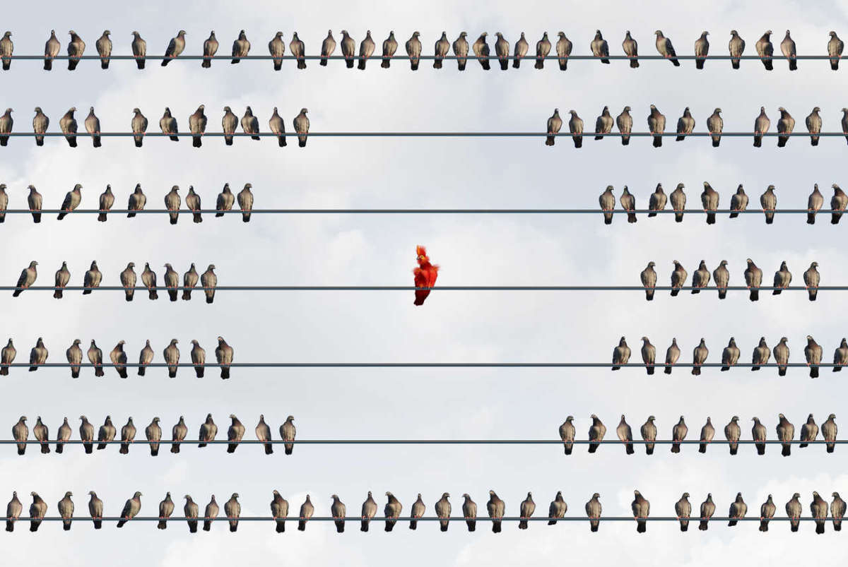 Outcast,concept,as,a,flamboyant,colorful,red,bird,being,shunned