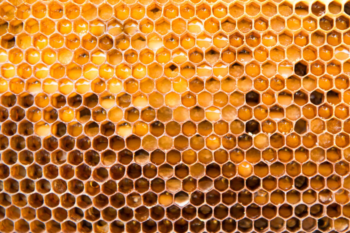 Background,texture,of,a,section,of,wax,honeycomb,from,a
