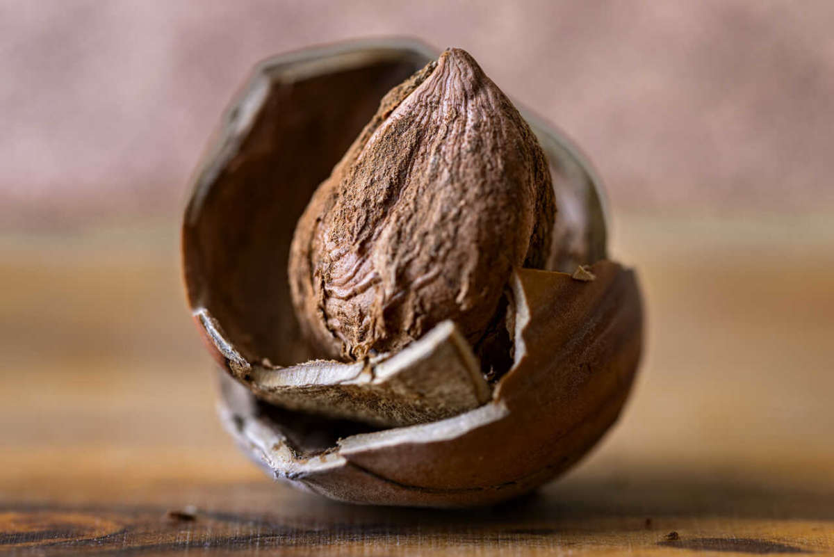 Hazelnut,in,nutshell,on,wood